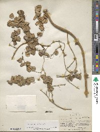 Dioscorea floribunda image