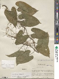 Dioscorea floribunda image