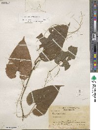 Dioscorea floribunda image