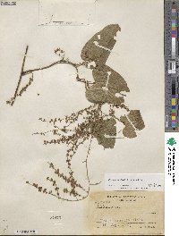 Dioscorea floribunda image