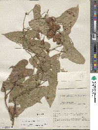 Dioscorea floribunda image