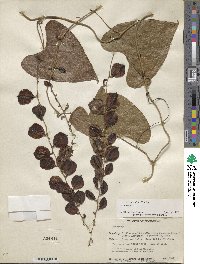 Dioscorea spiculiflora var. spiculiflora image