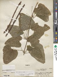 Dioscorea subtomentosa image