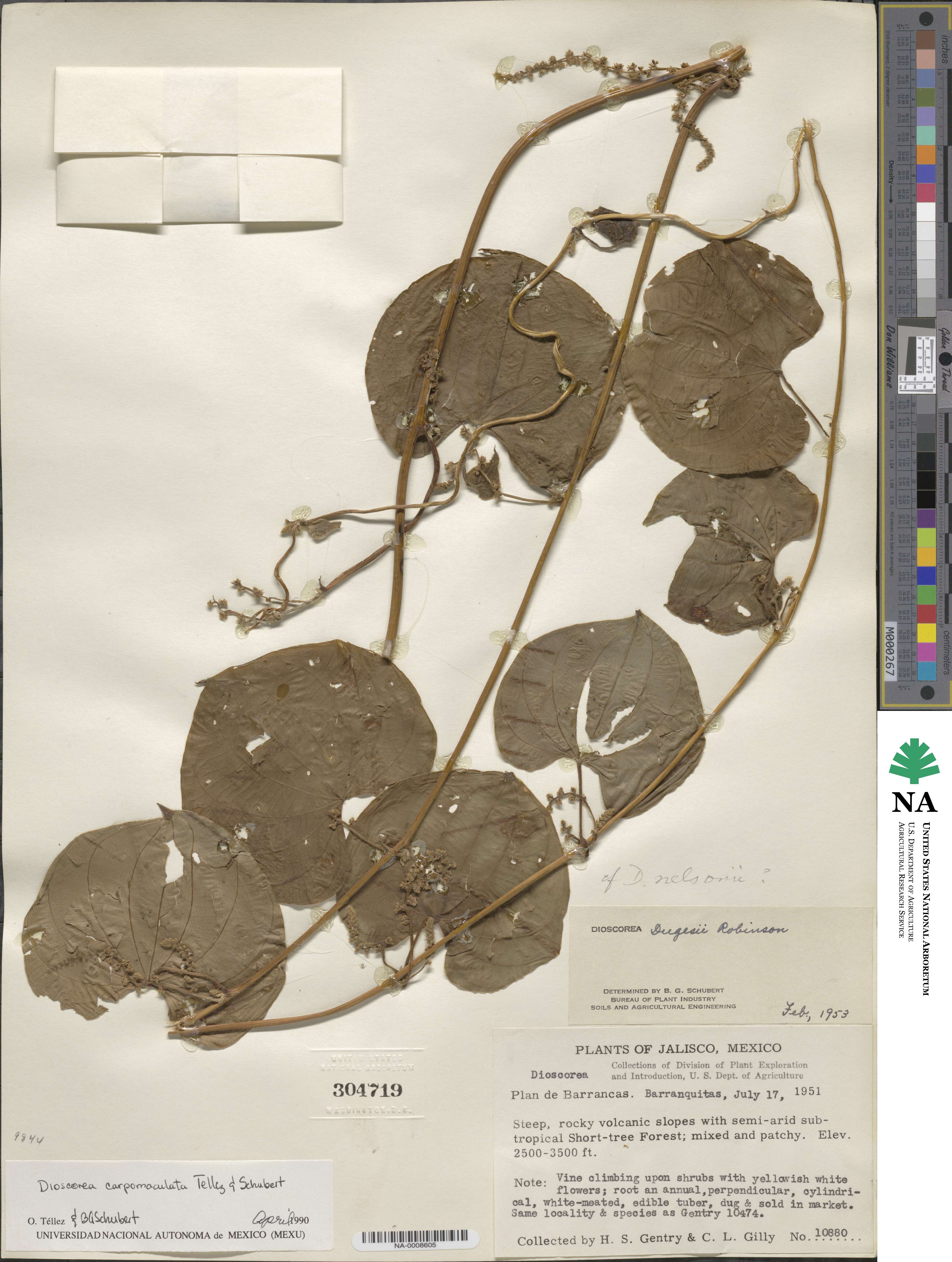 Dioscorea carpomaculata image