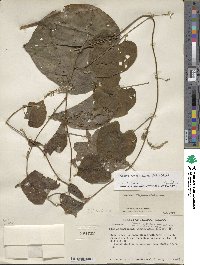 Dioscorea carpomaculata image