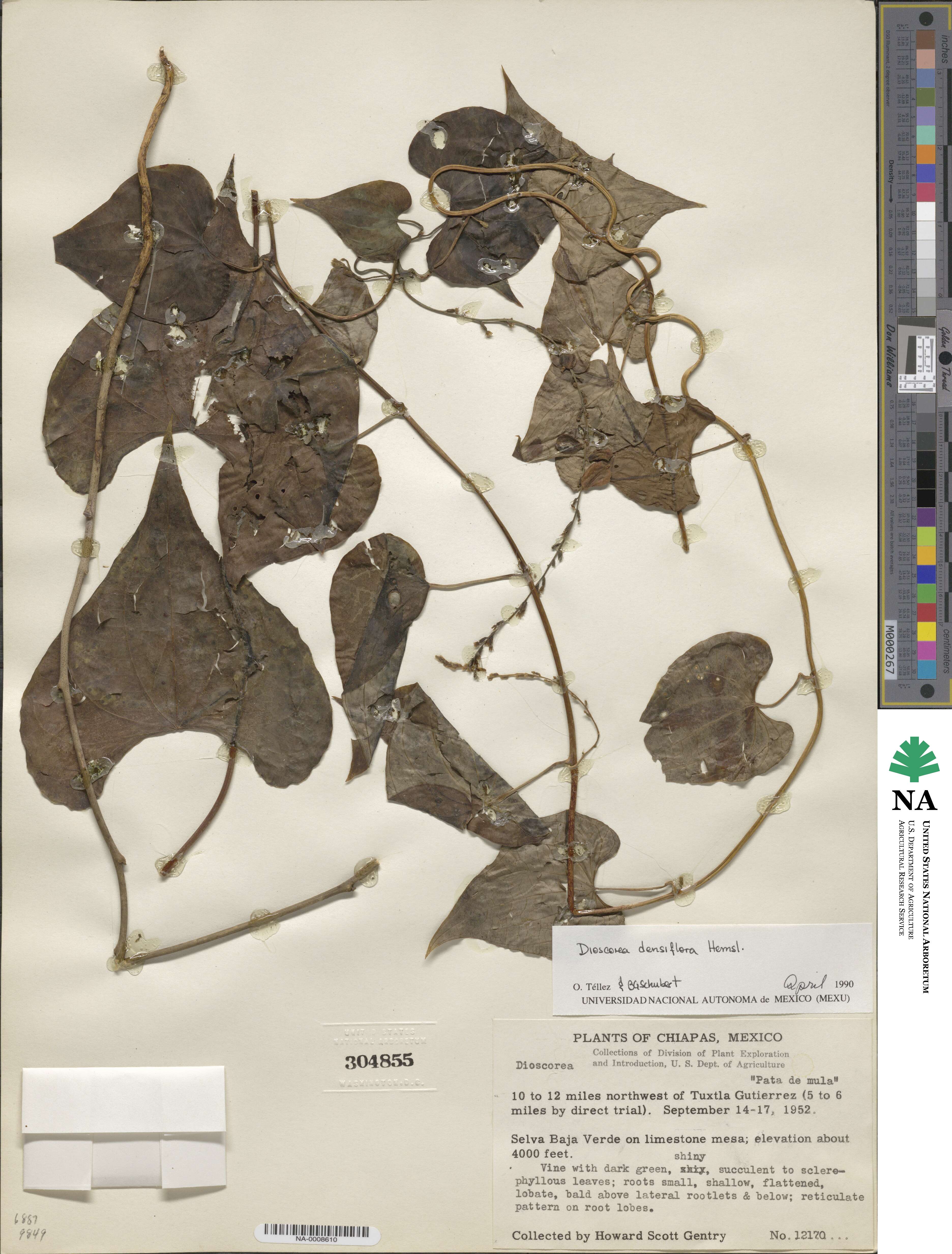 Dioscorea densiflora image