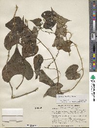 Dioscorea densiflora image