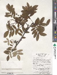 Image of Sorbus hupehensis