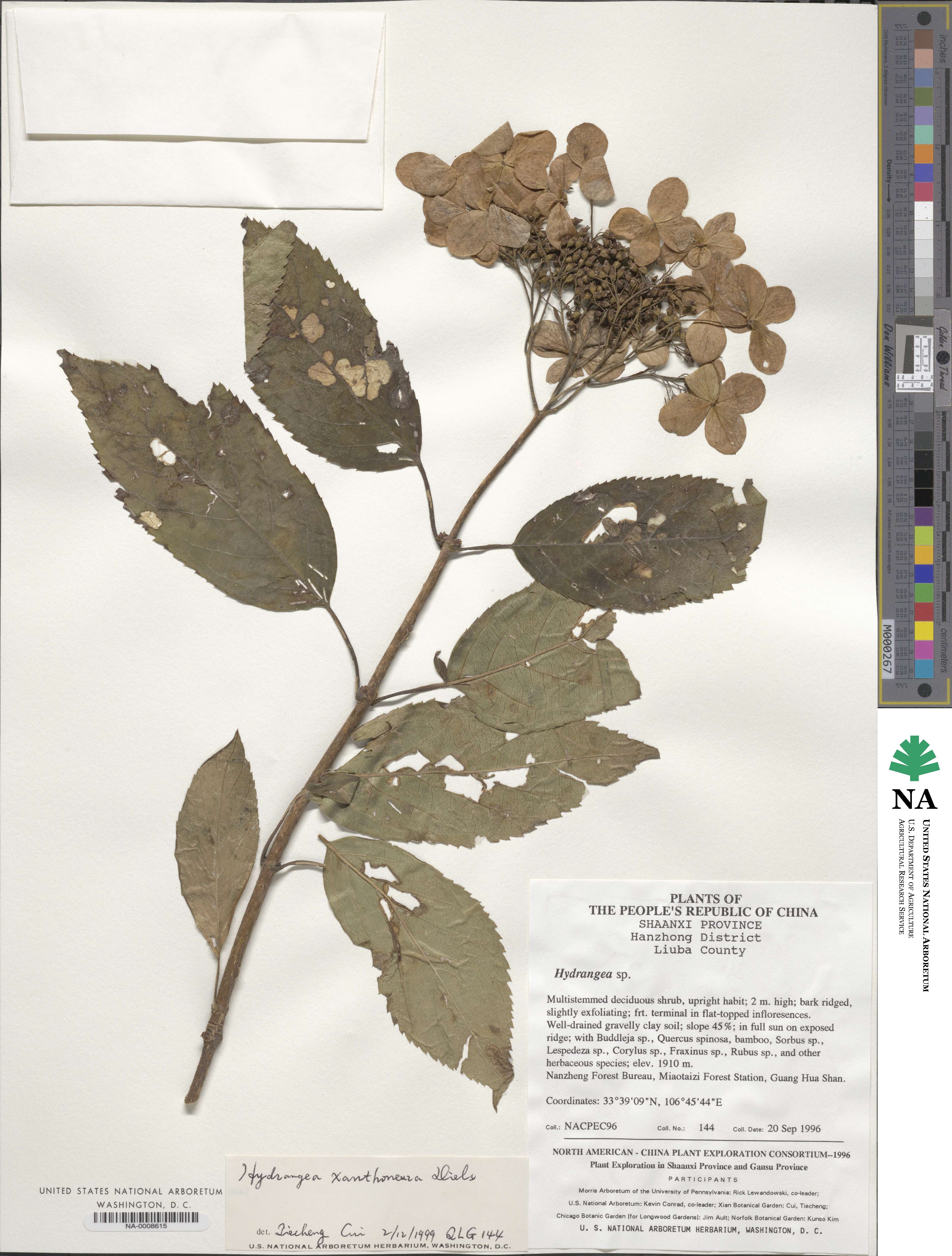 Hydrangea xanthoneura image