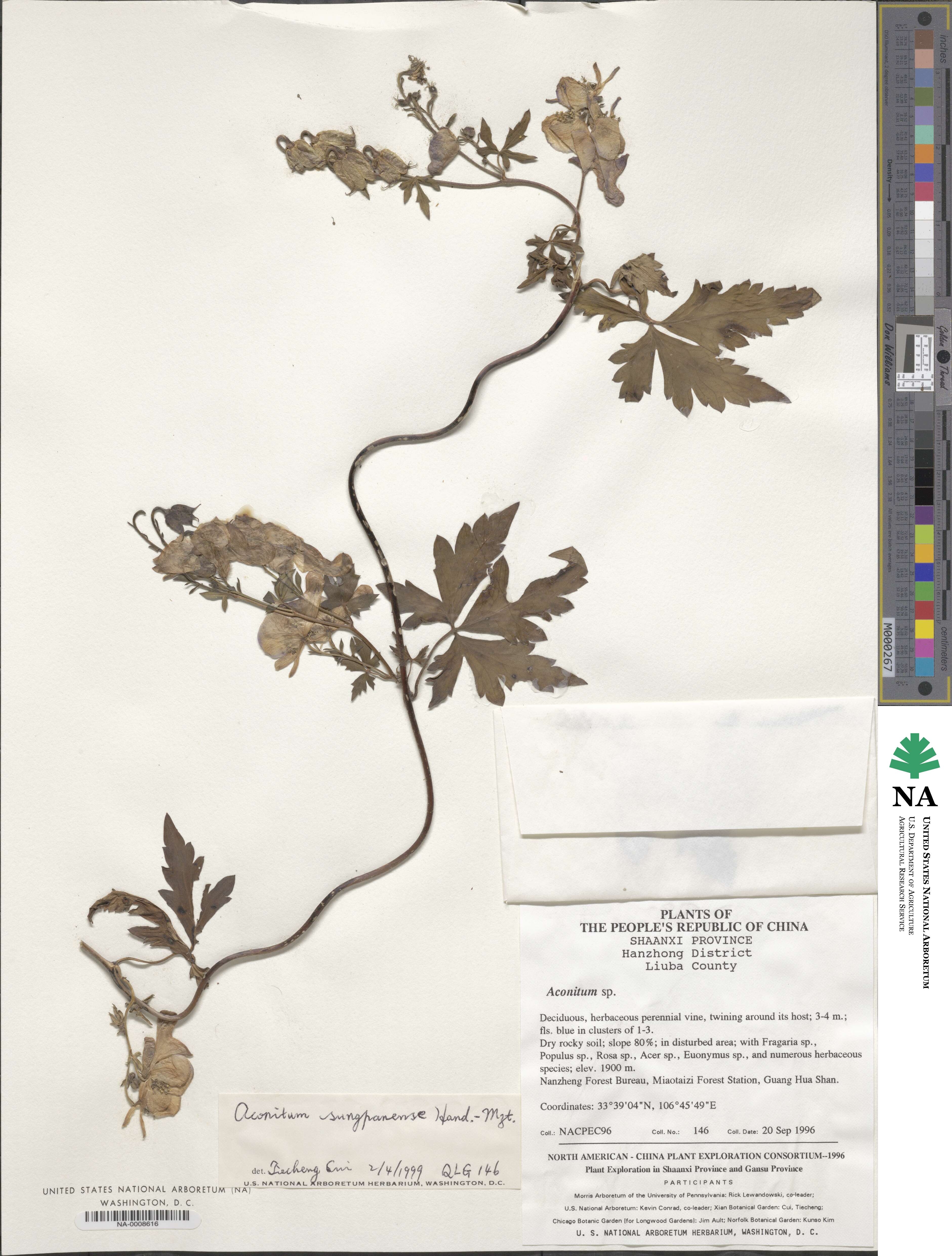 Aconitum henryi image