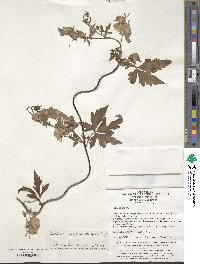 Aconitum henryi image