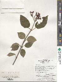 Viburnum dilatatum image