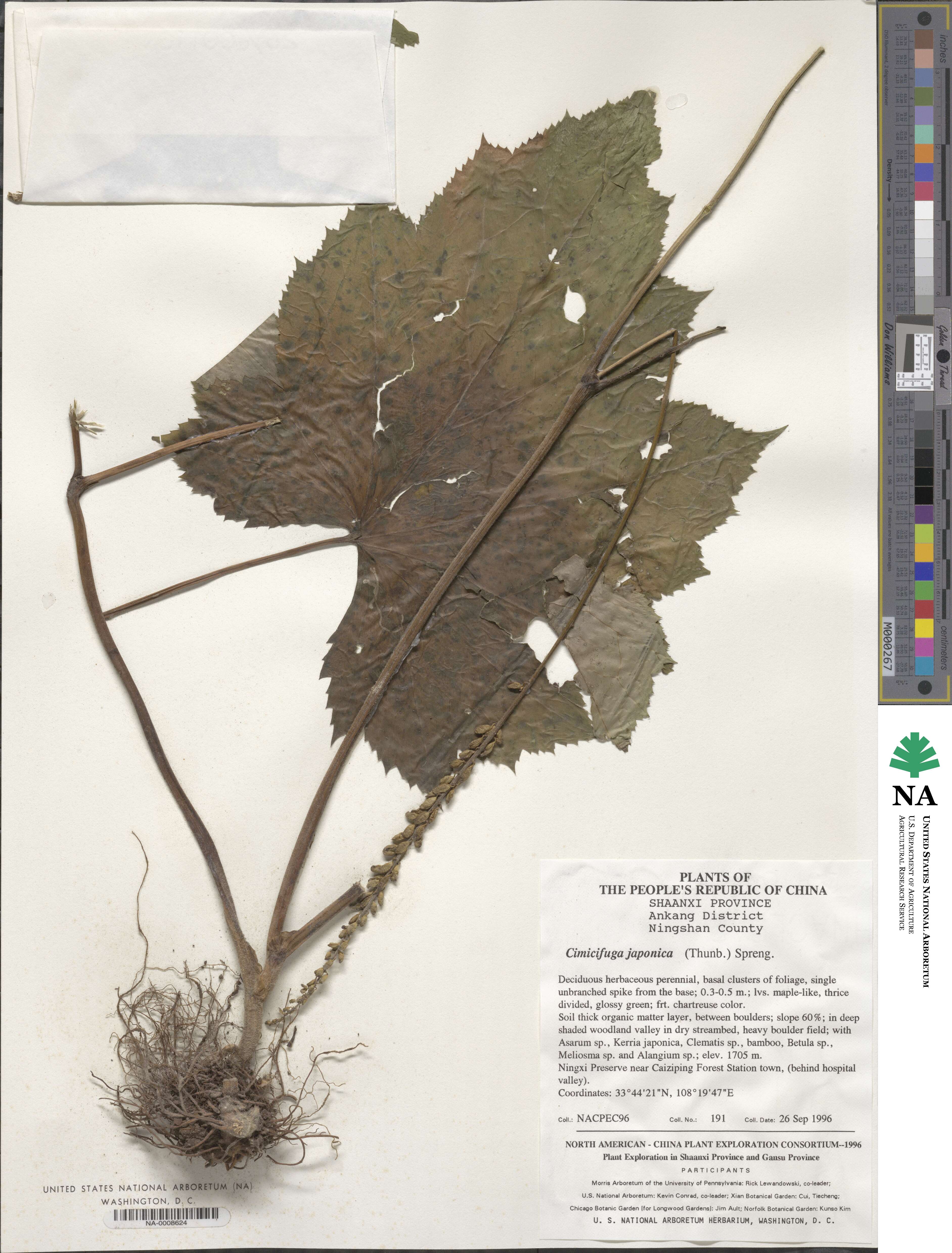 Actaea japonica image