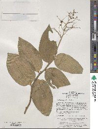 Maianthemum japonicum image