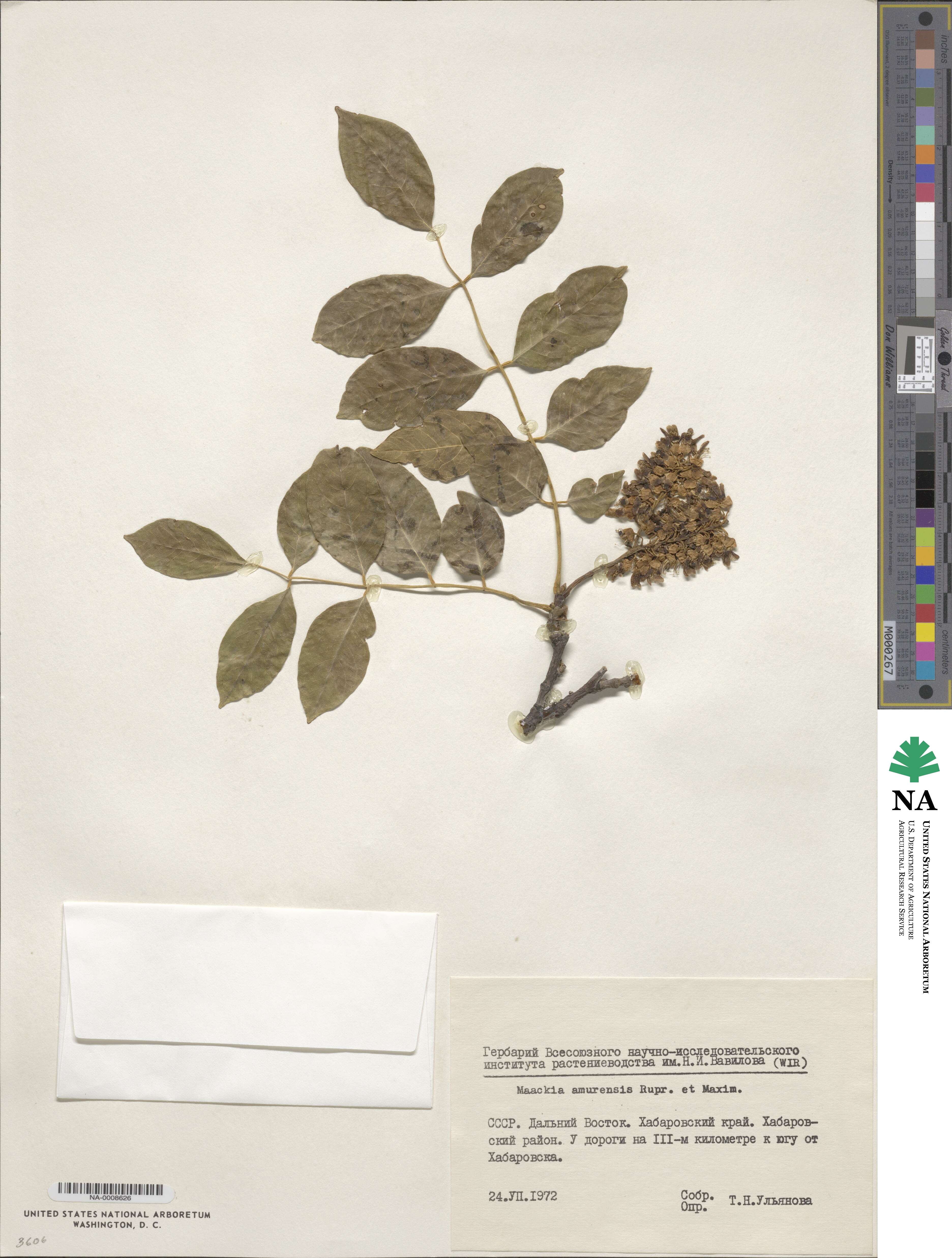 Maackia amurensis image