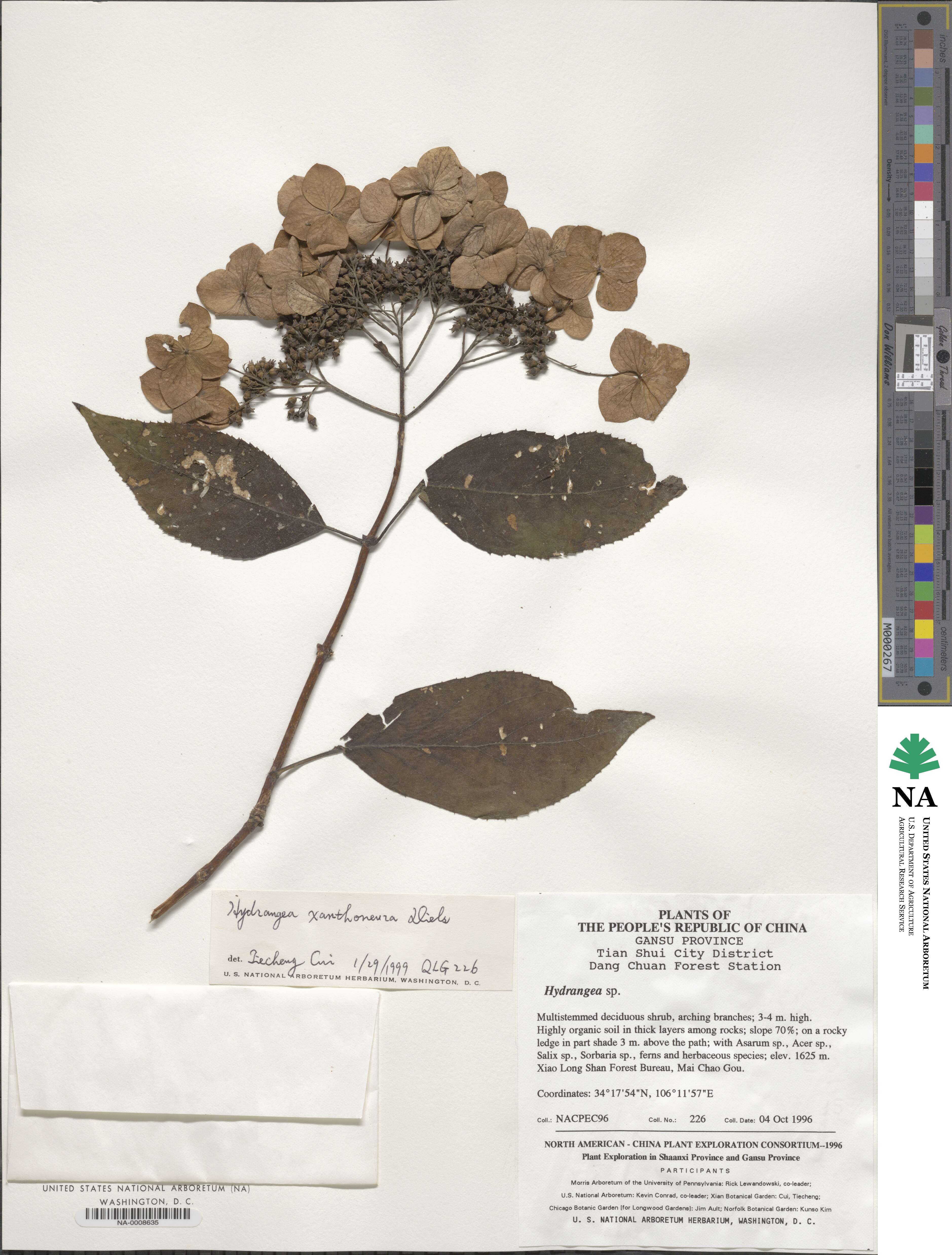 Hydrangea xanthoneura image