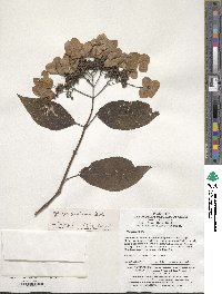 Hydrangea xanthoneura image