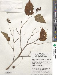 Image of Neillia sinensis