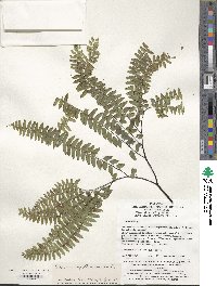 Adiantum capillus-veneris image