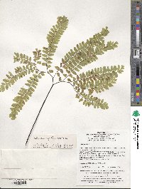 Adiantum capillus-veneris image