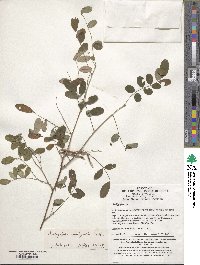 Indigofera amblyantha image