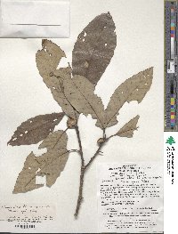 Quercus aliena var. acutiserrata image