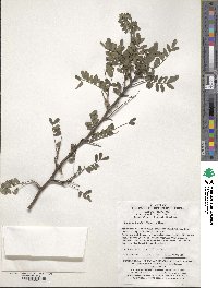 Sophora davidii image