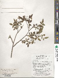 Chrysojasminum floridum image