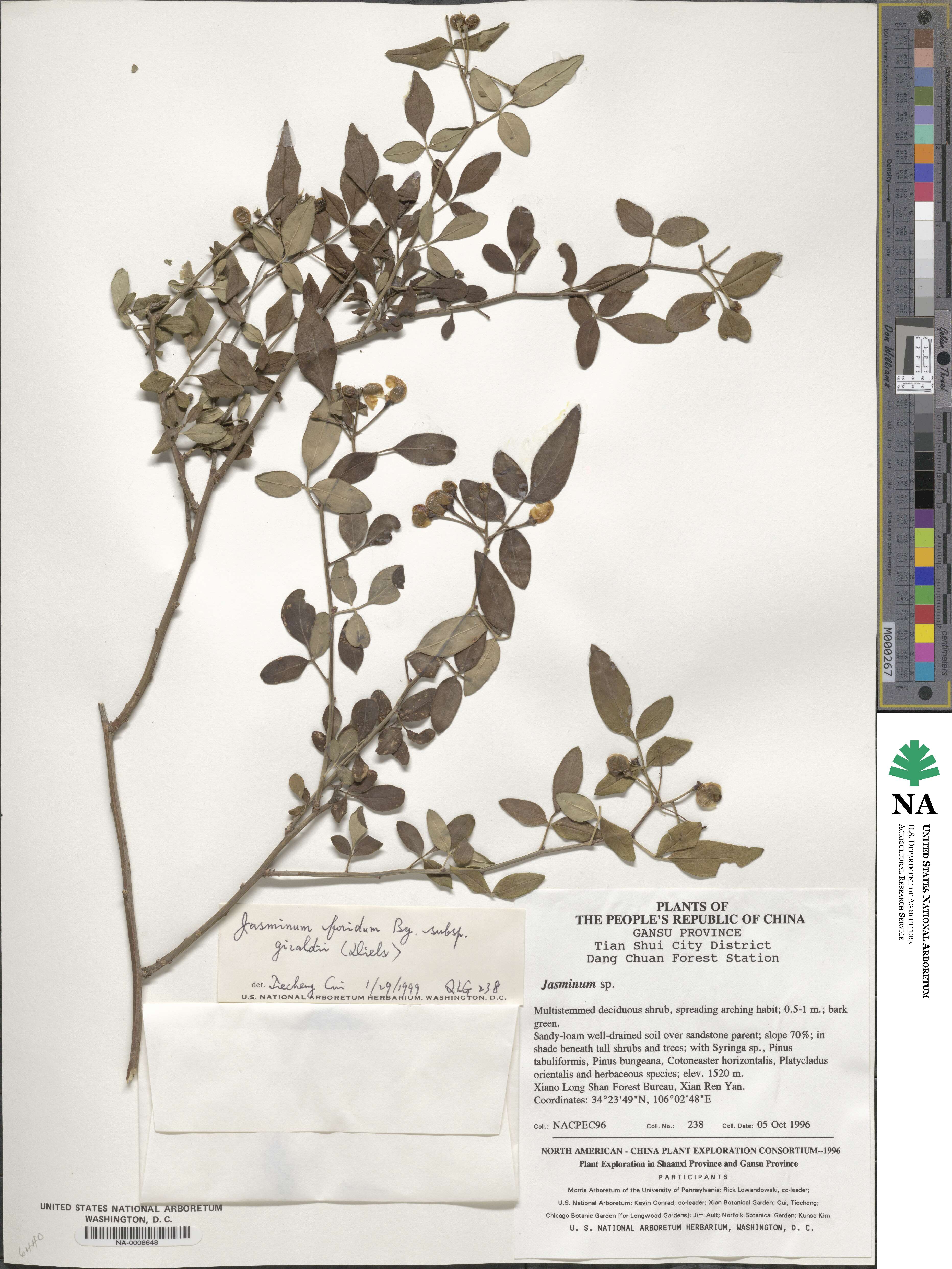 Chrysojasminum floridum image