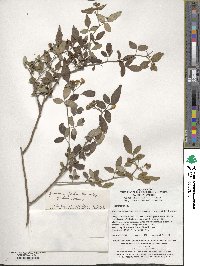 Chrysojasminum floridum image