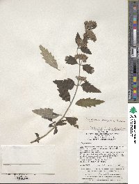 Caryopteris tangutica image