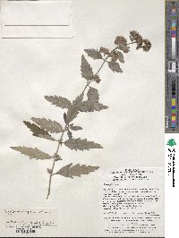 Caryopteris tangutica image