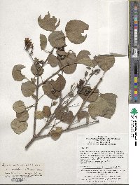 Syringa reticulata image