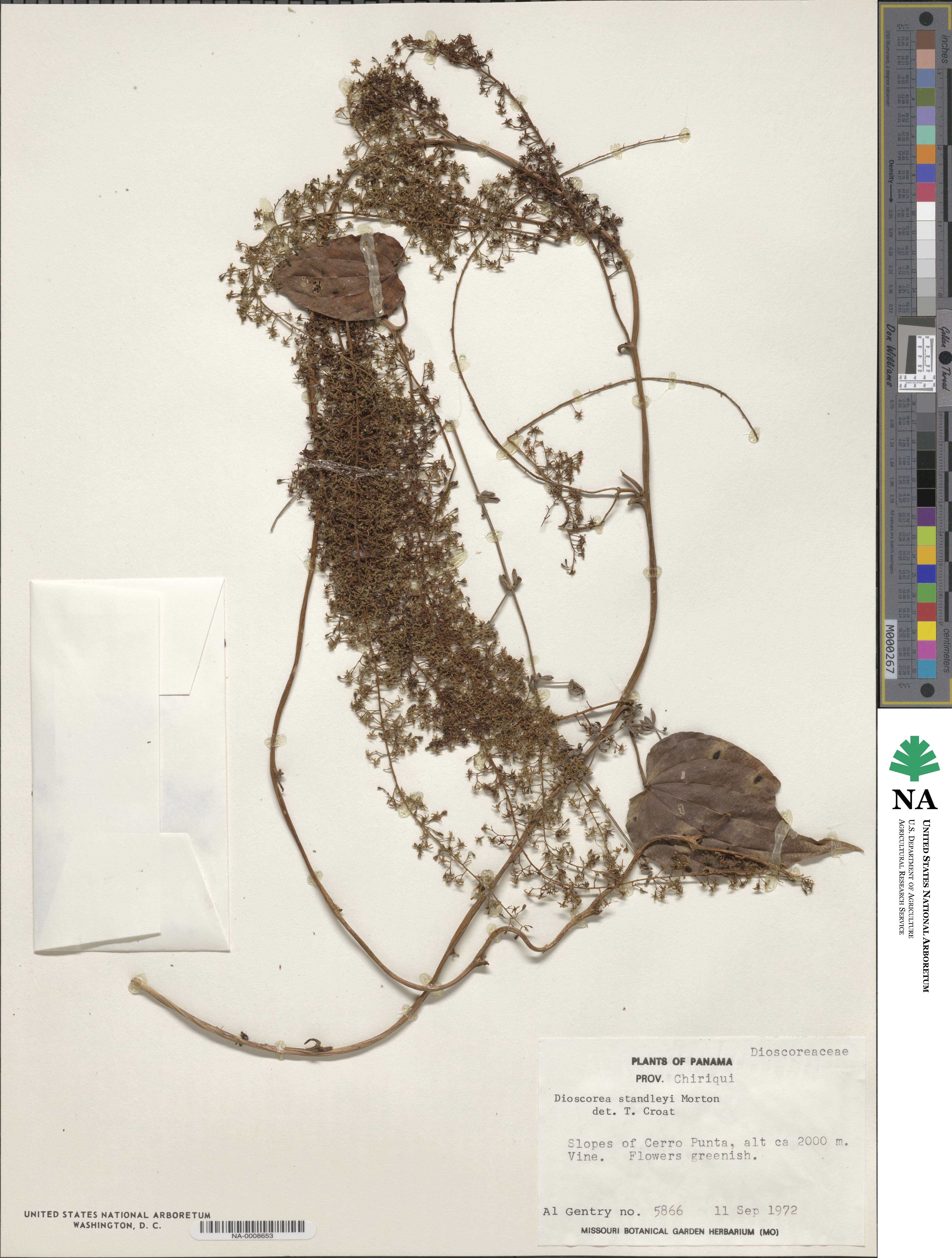 Dioscorea standleyi image