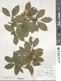 Stewartia sinensis image