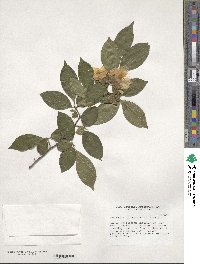 Stewartia sinensis image