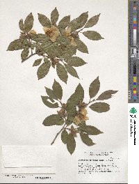 Stewartia sinensis image