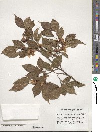 Stewartia monadelpha image