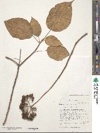 Hydrangea arborescens image