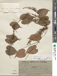 Dioscorea standleyi image