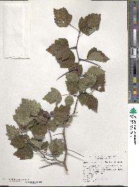 Crataegus pruinosa image