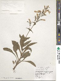 Penstemon canescens image