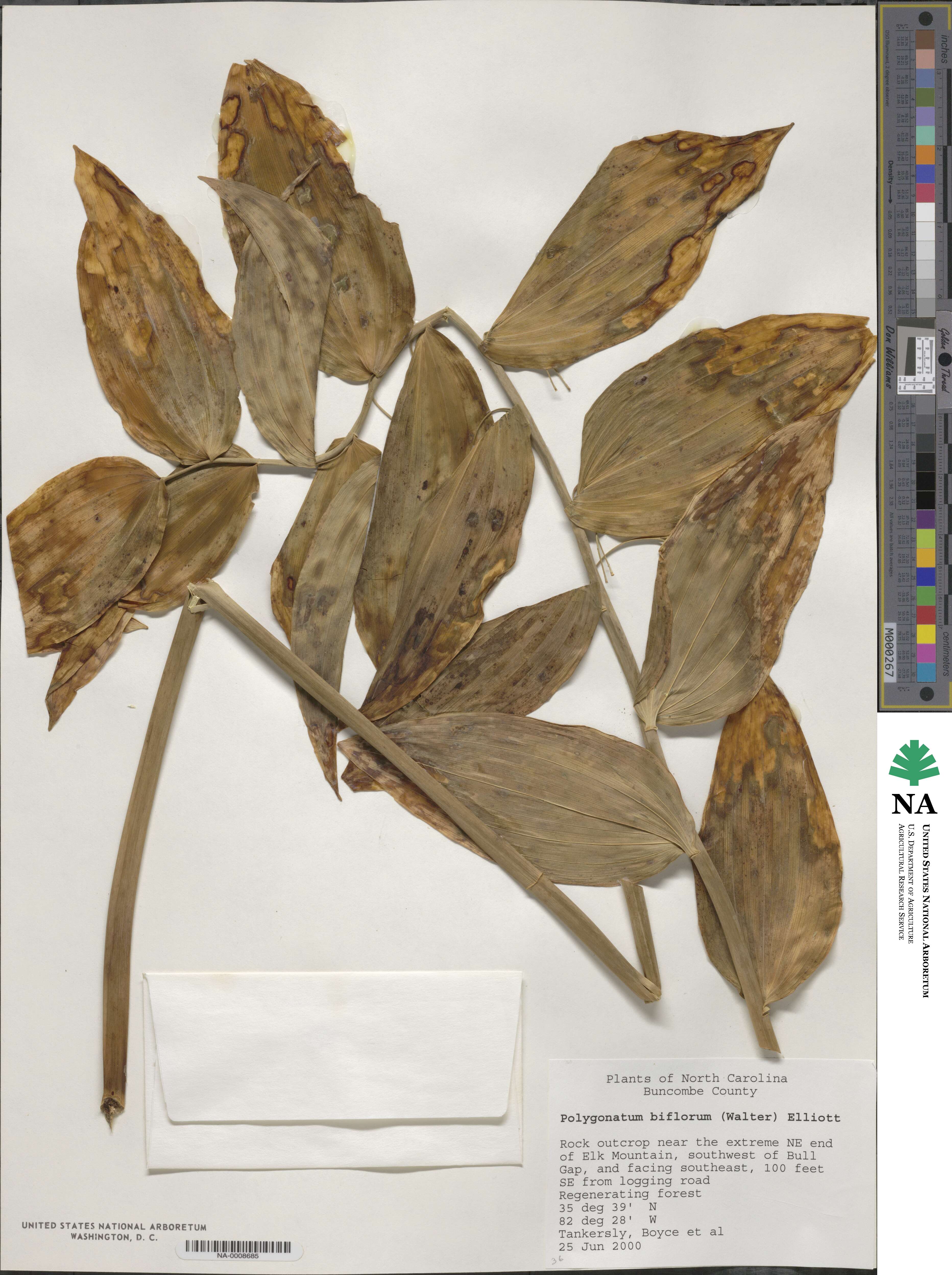 Polygonatum biflorum image