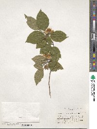 Stewartia sinensis image