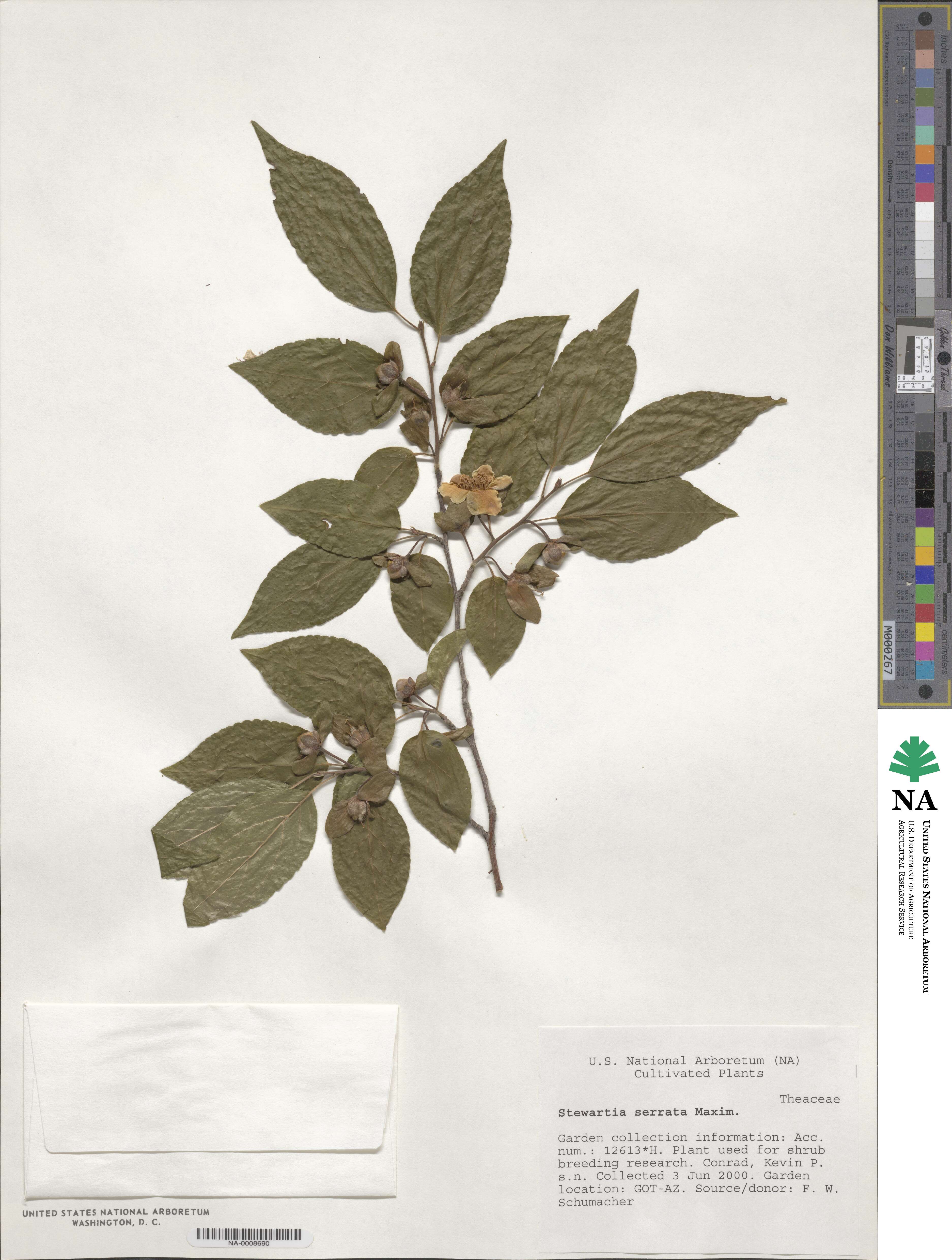 Stewartia serrata image