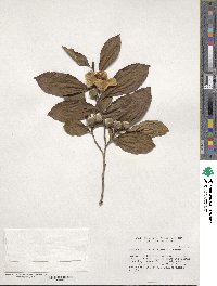 Stewartia pseudocamellia image