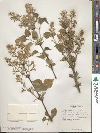 Syringa oblata image