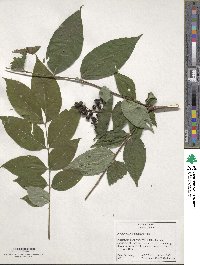 Phellodendron amurense image