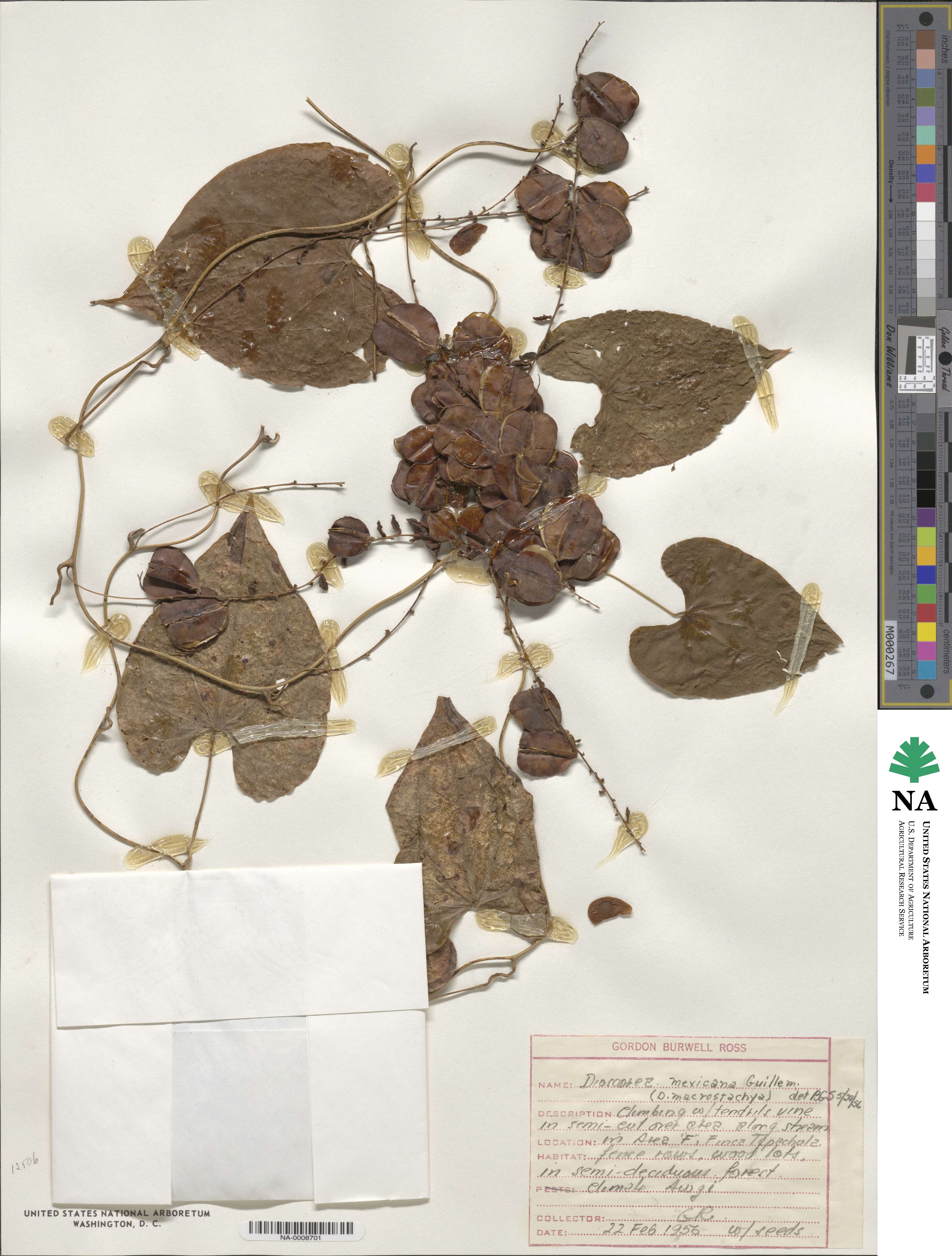 Dioscorea mexicana image