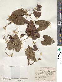 Dioscorea mexicana image